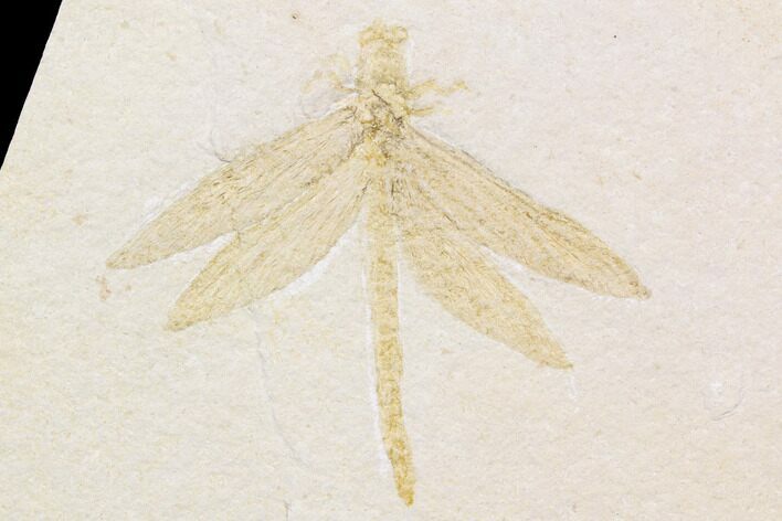 Fossil Dragonfly (Tharsophlebia) - Solnhofen Limestone #92466
